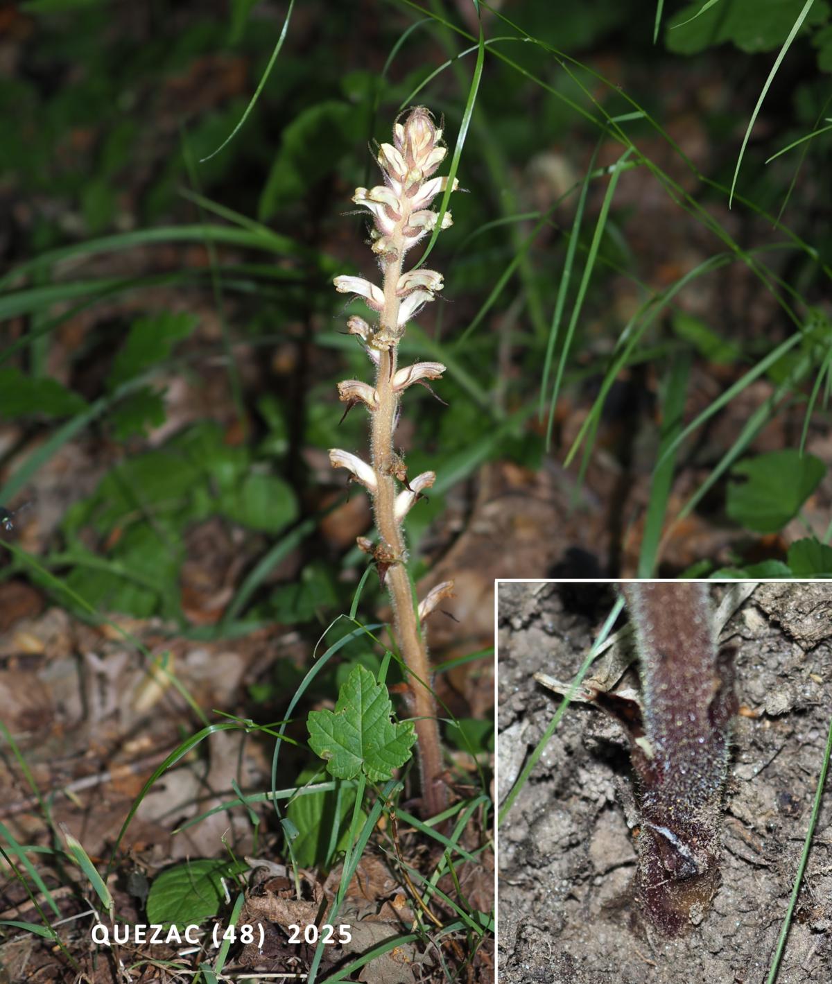 Broomrape, Ivy leaf
